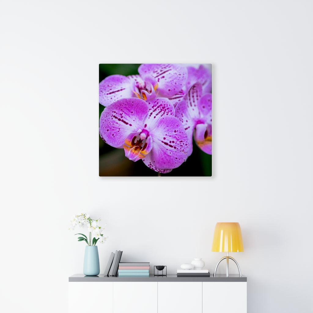 Orchid in Pink - Canvas