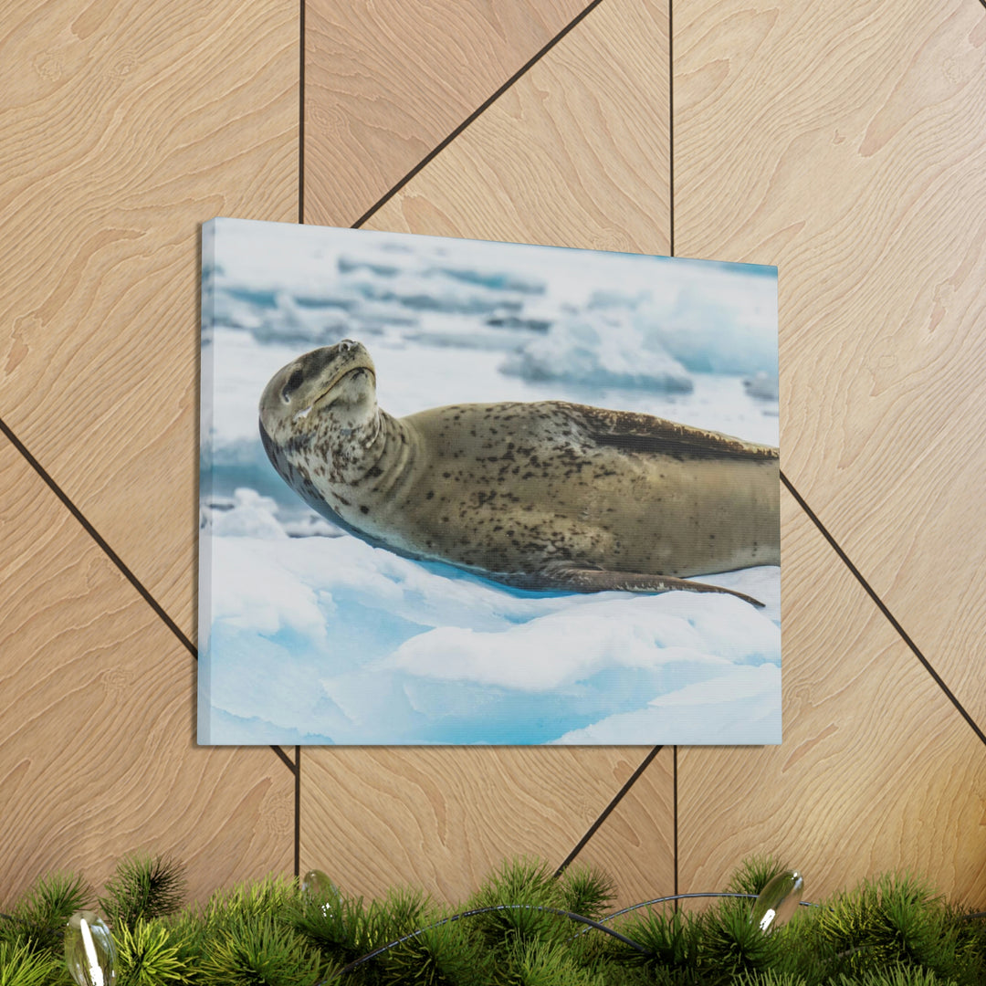 Leopard Seal Relaxing - Canvas