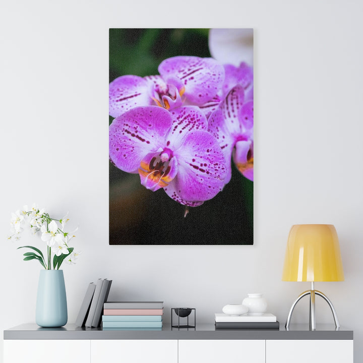 Orchid in Pink - Canvas