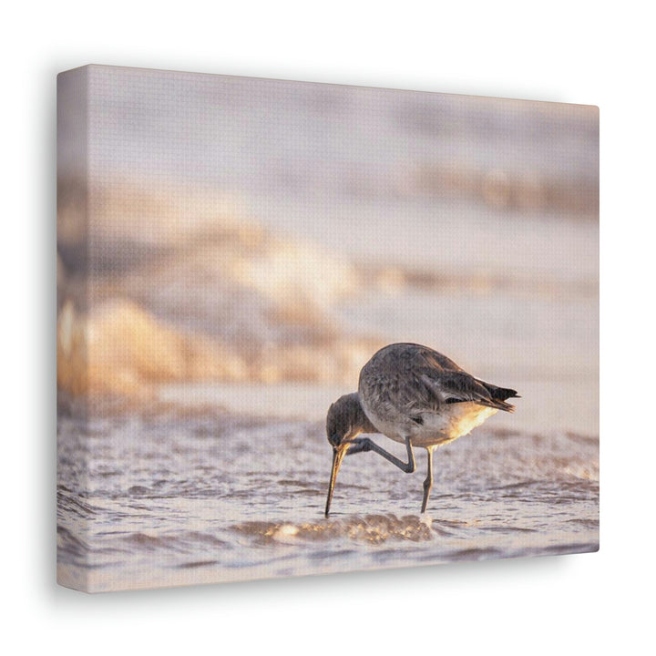 Willet Itch - Canvas