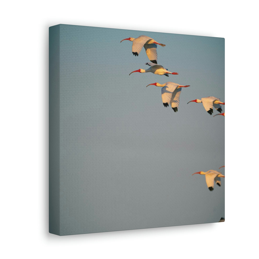 White Ibis in Flight - Canvas