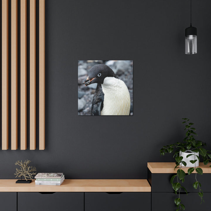 A Penguin's Pebble - Canvas