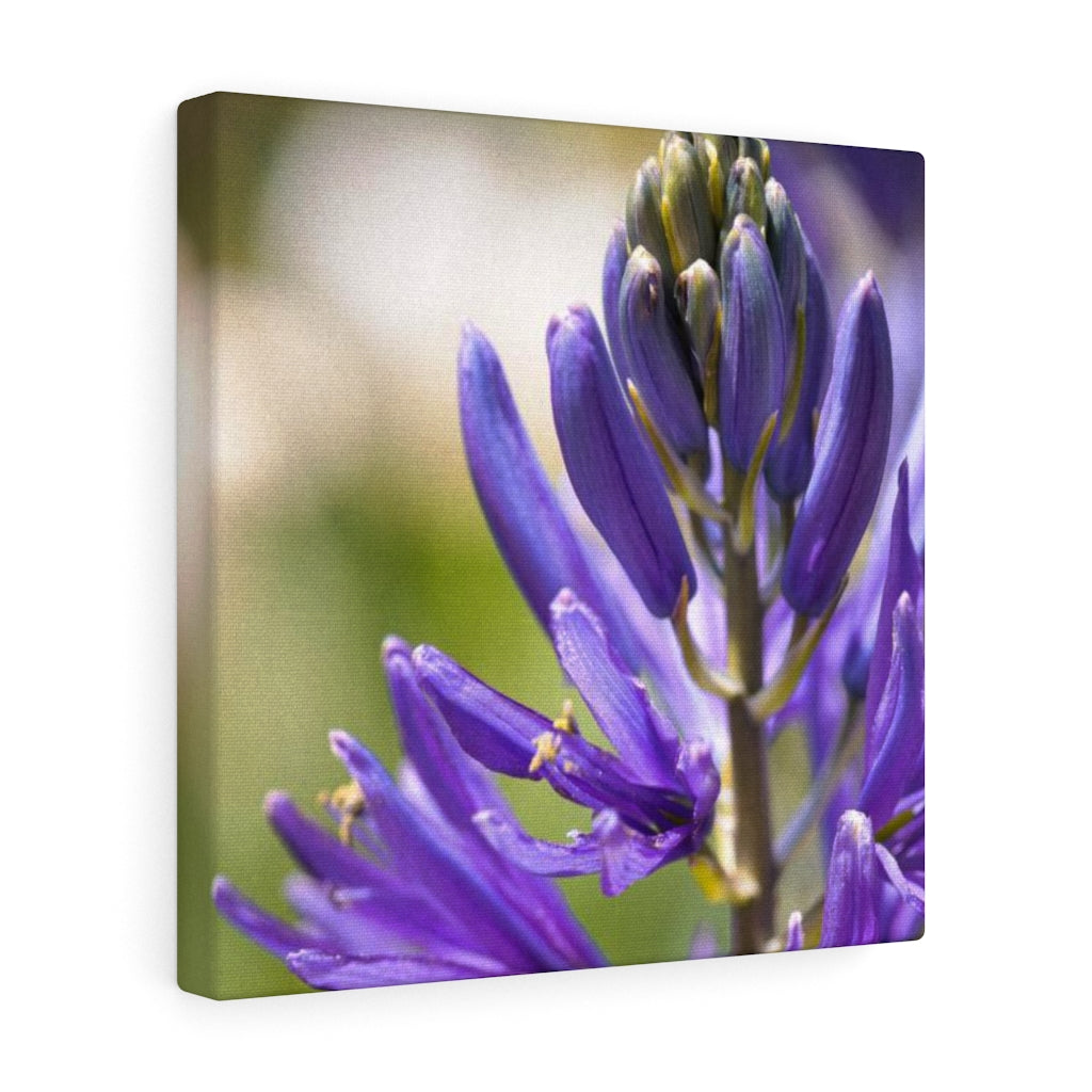 Camas in Bloom - Canvas