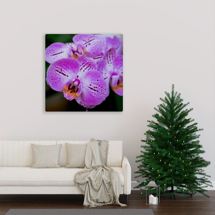 Orchid in Pink - Canvas