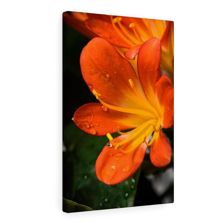 Bright Bush Lily - Canvas