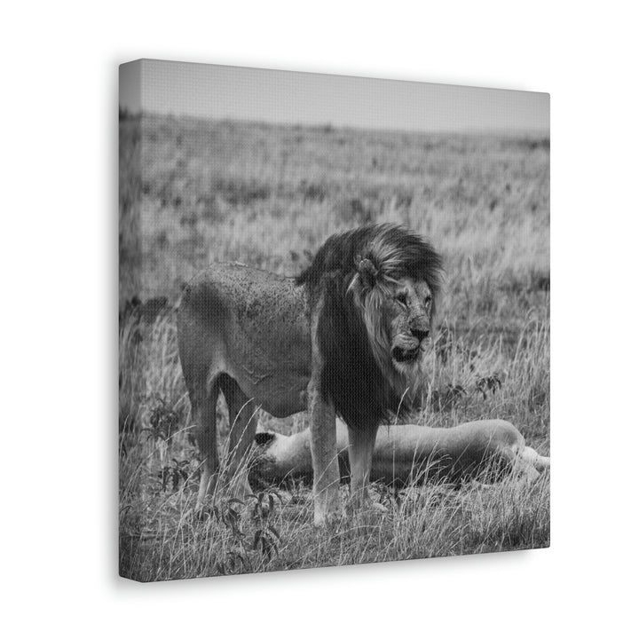 Mating Lions in Black and White - Canvas