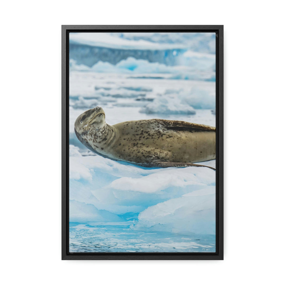 Leopard Seal Relaxing - Canvas with Frame