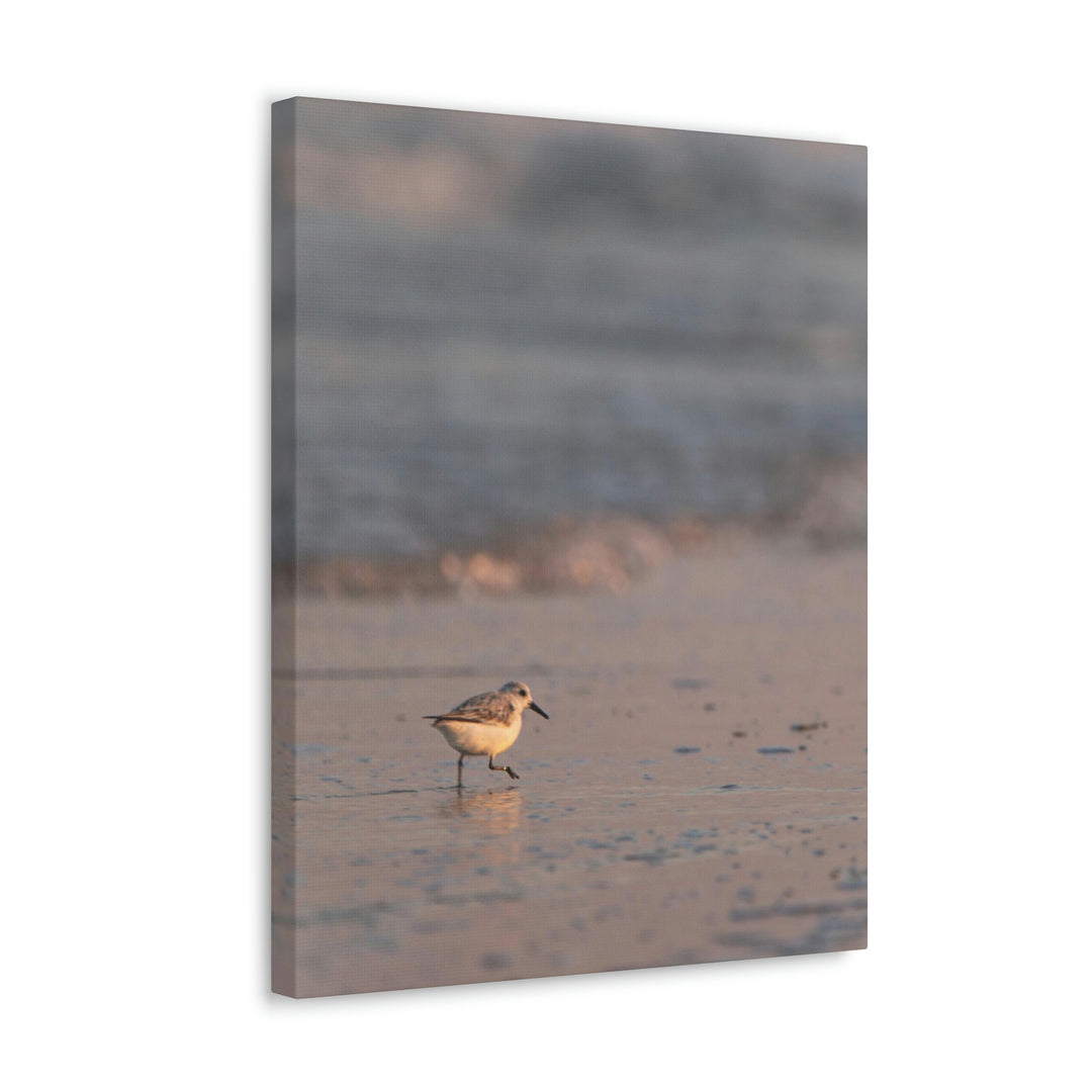 Sanderling in Soft Dusk Light - Canvas