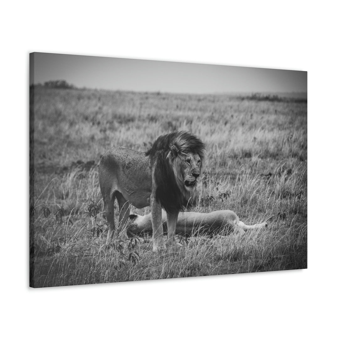 Mating Lions in Black and White - Canvas