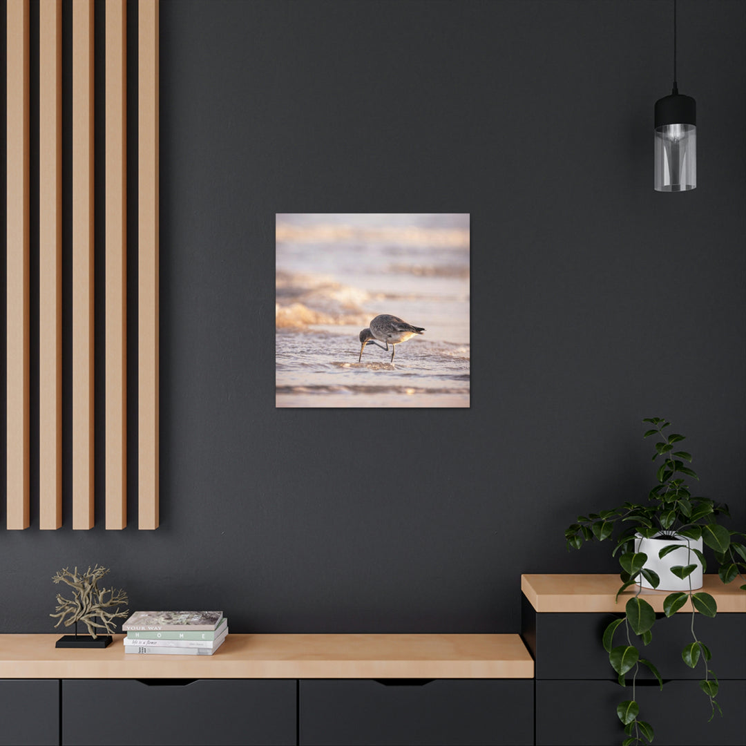 Willet Itch - Canvas