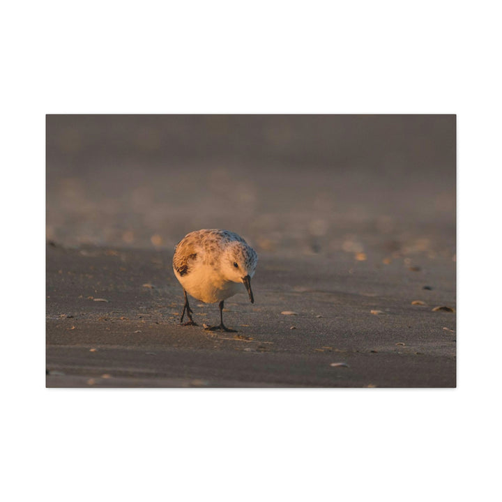 Feeding Sanderling - Canvas