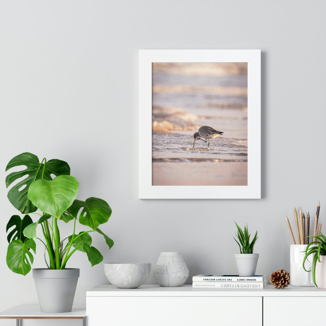 Willet Itch - Framed Print