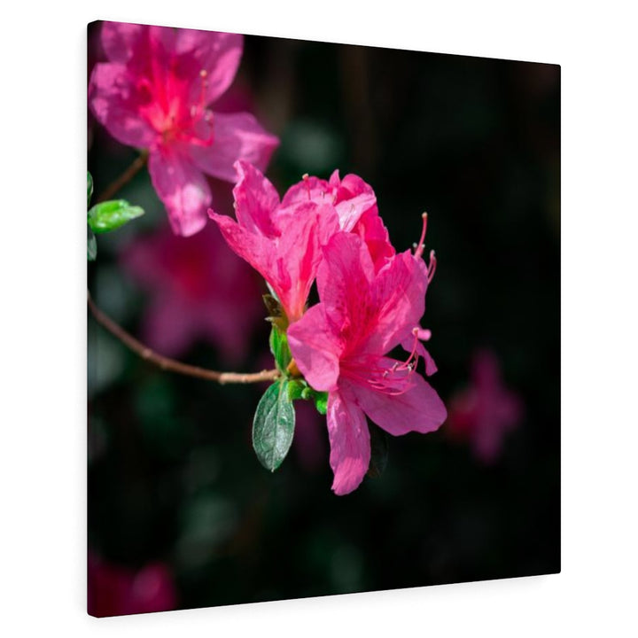 Standout Azalea - Canvas