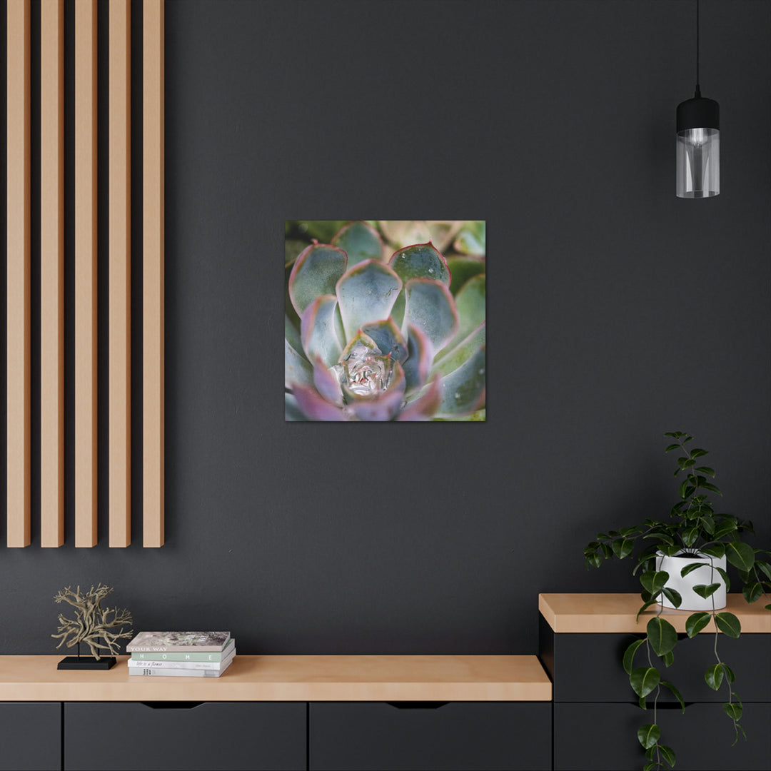 Stunning Succulent - Canvas