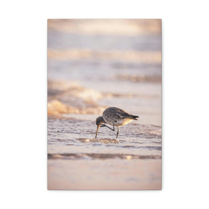 Willet Itch - Canvas