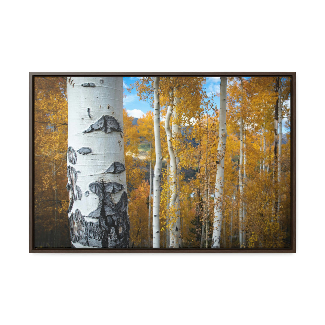 Aspens Changing - Canvas with Frame