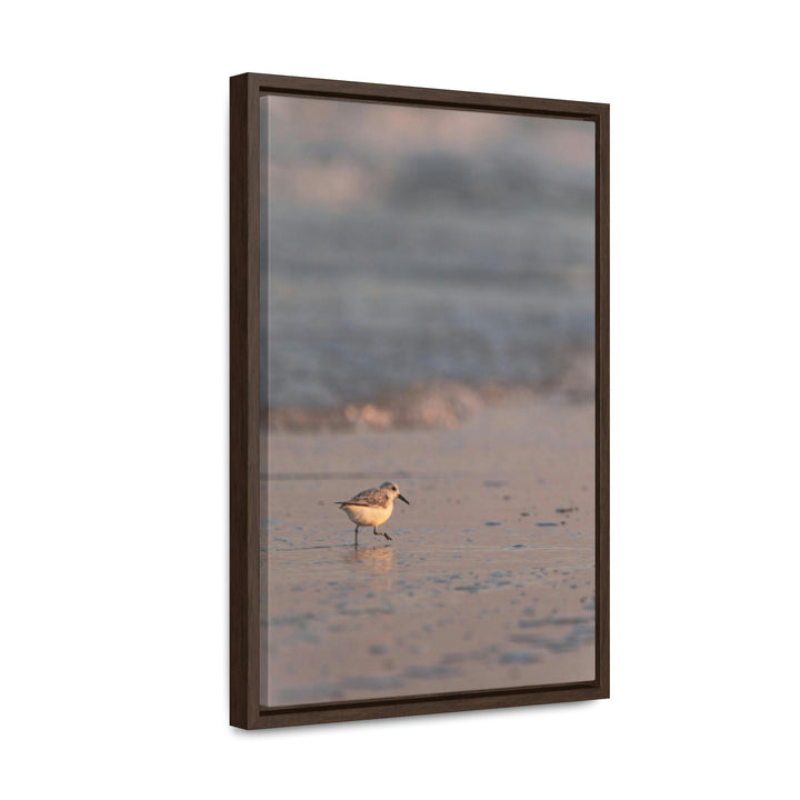 Sanderling in Soft Dusk Light - Canvas with Frame