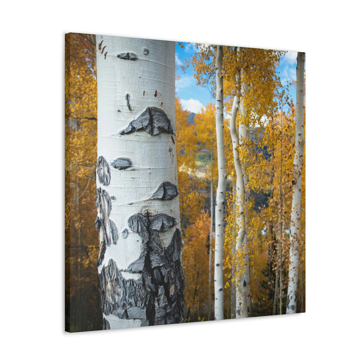 Aspens Changing - Canvas