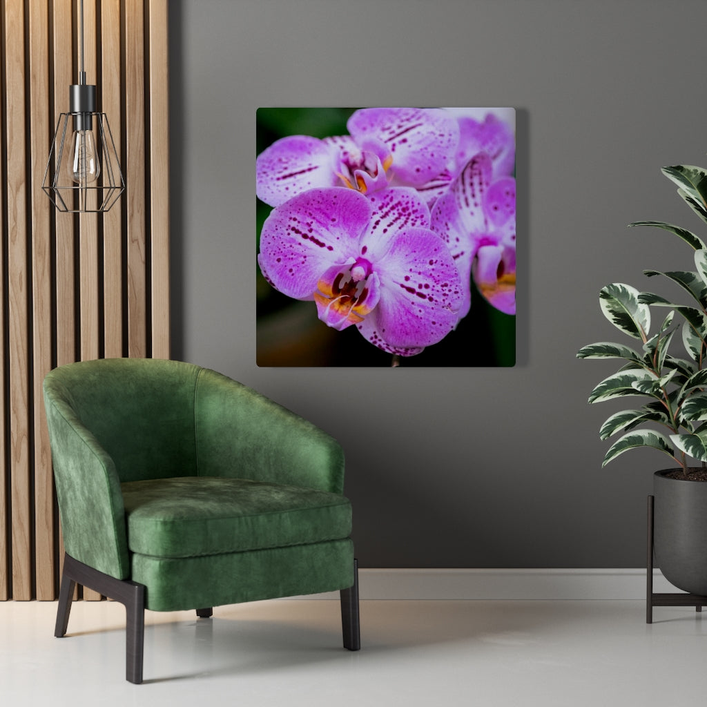 Orchid in Pink - Canvas