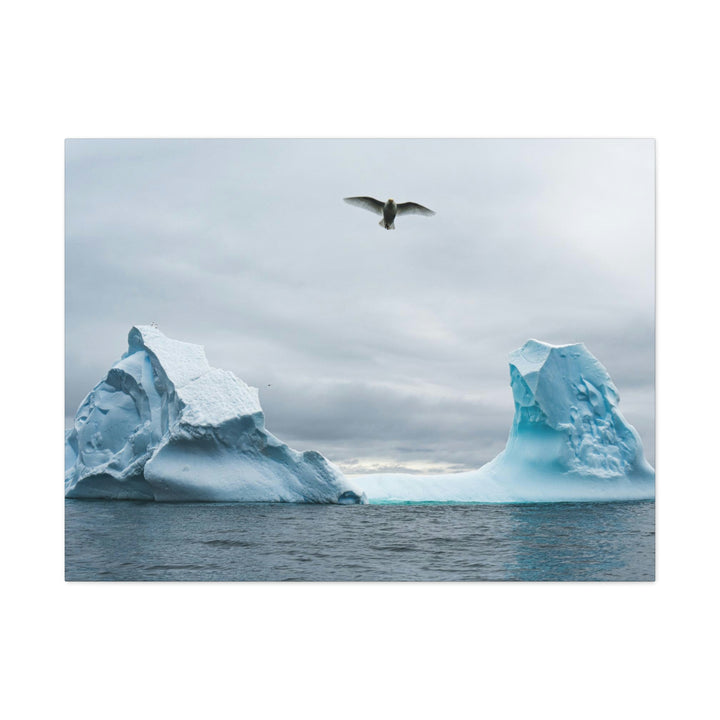 Antarctic Flight - Canvas