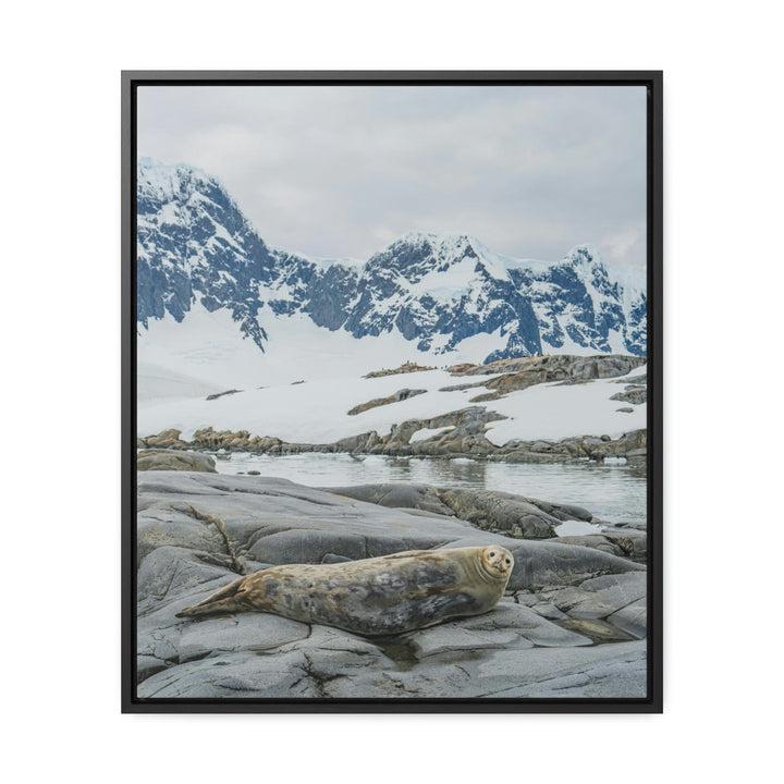 Weddell Relaxing - Canvas with Frame