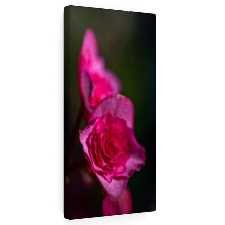 Hybrid Tea Lily - Canvas