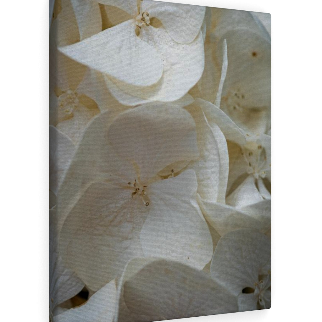 White Hydrangea Detail - Canvas