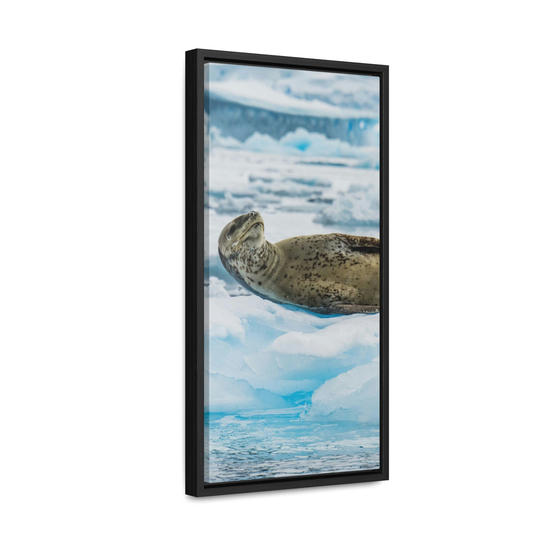 Leopard Seal Relaxing - Canvas with Frame