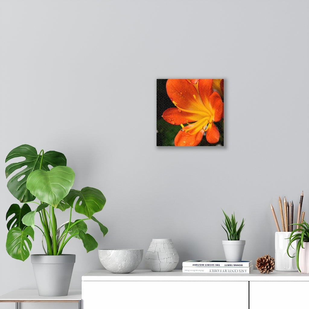 Bright Bush Lily - Canvas