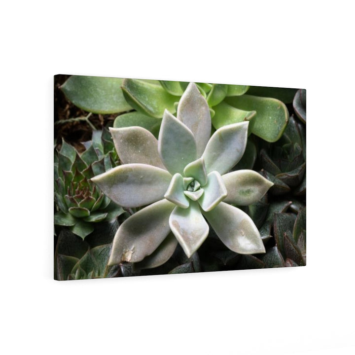 Succulent - Array - Canvas