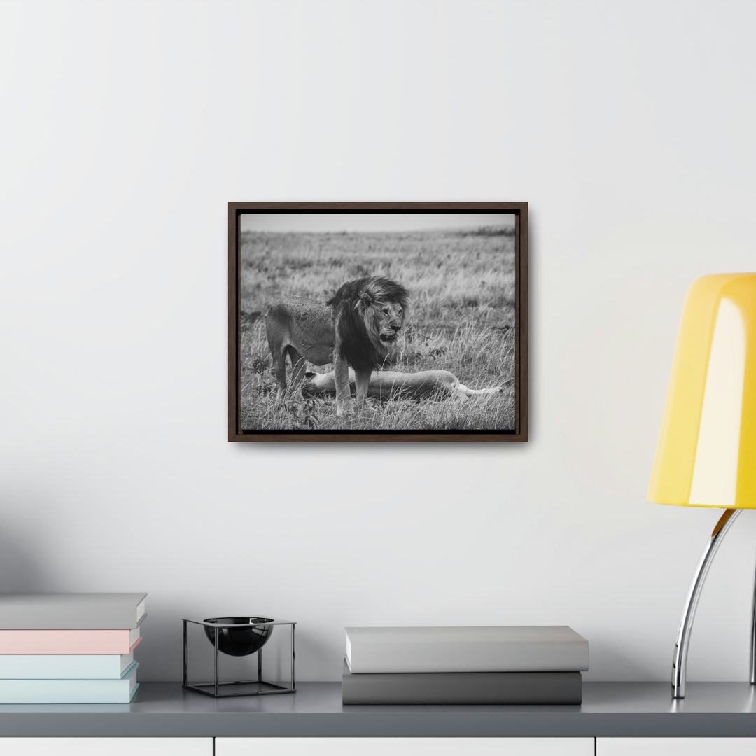 Mating Lions in Black and White - Canvas with Frame