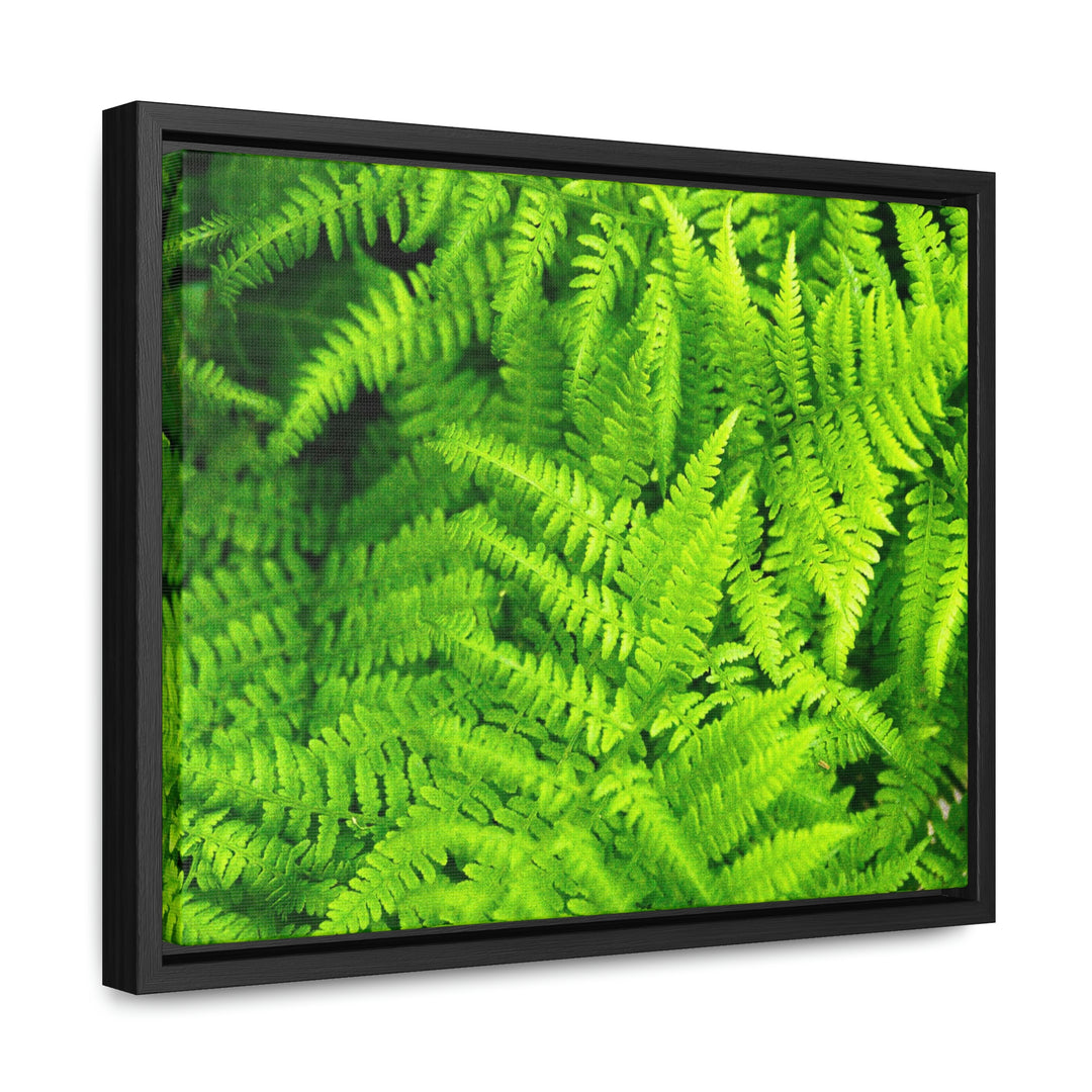 Ferns, Ferns, Ferns - Canvas with Frame