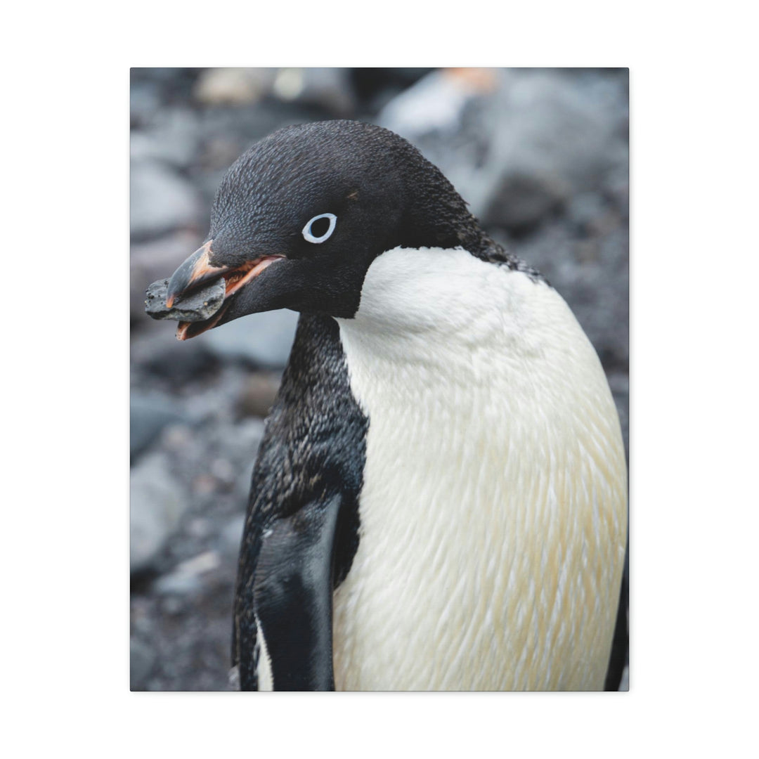 A Penguin's Pebble - Canvas