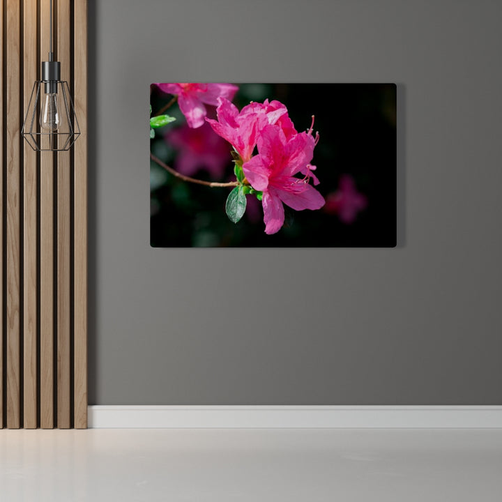 Standout Azalea - Canvas