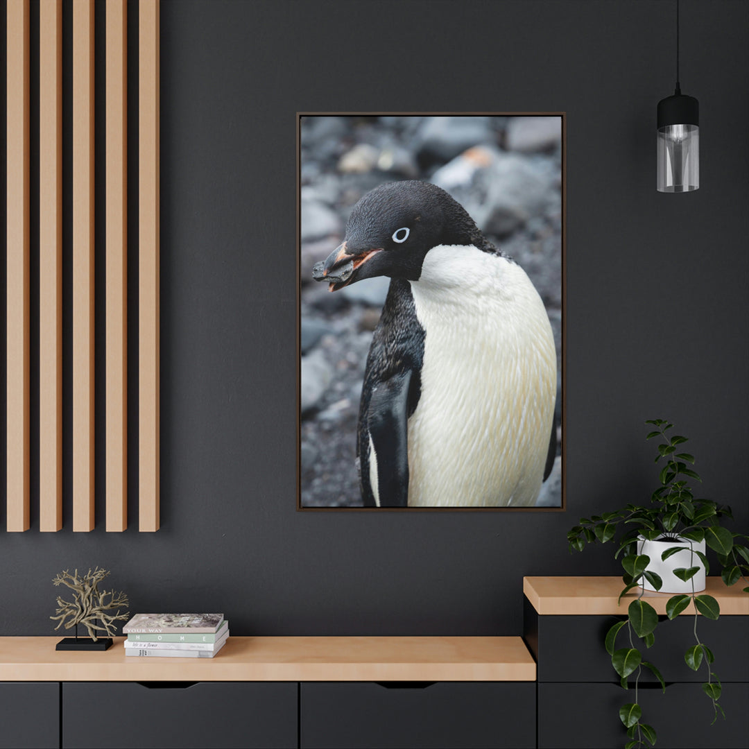 A Penguin's Pebble - Canvas with Frame