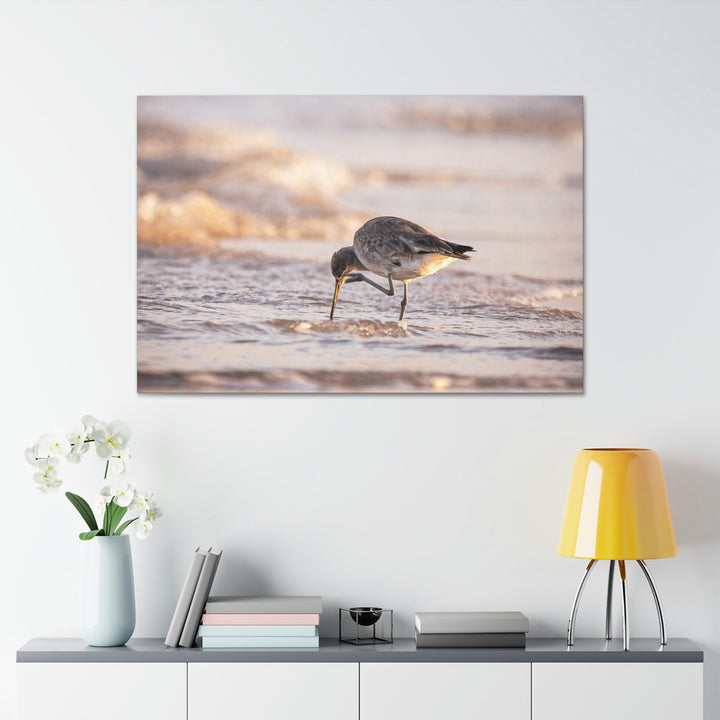 Willet Itch - Canvas