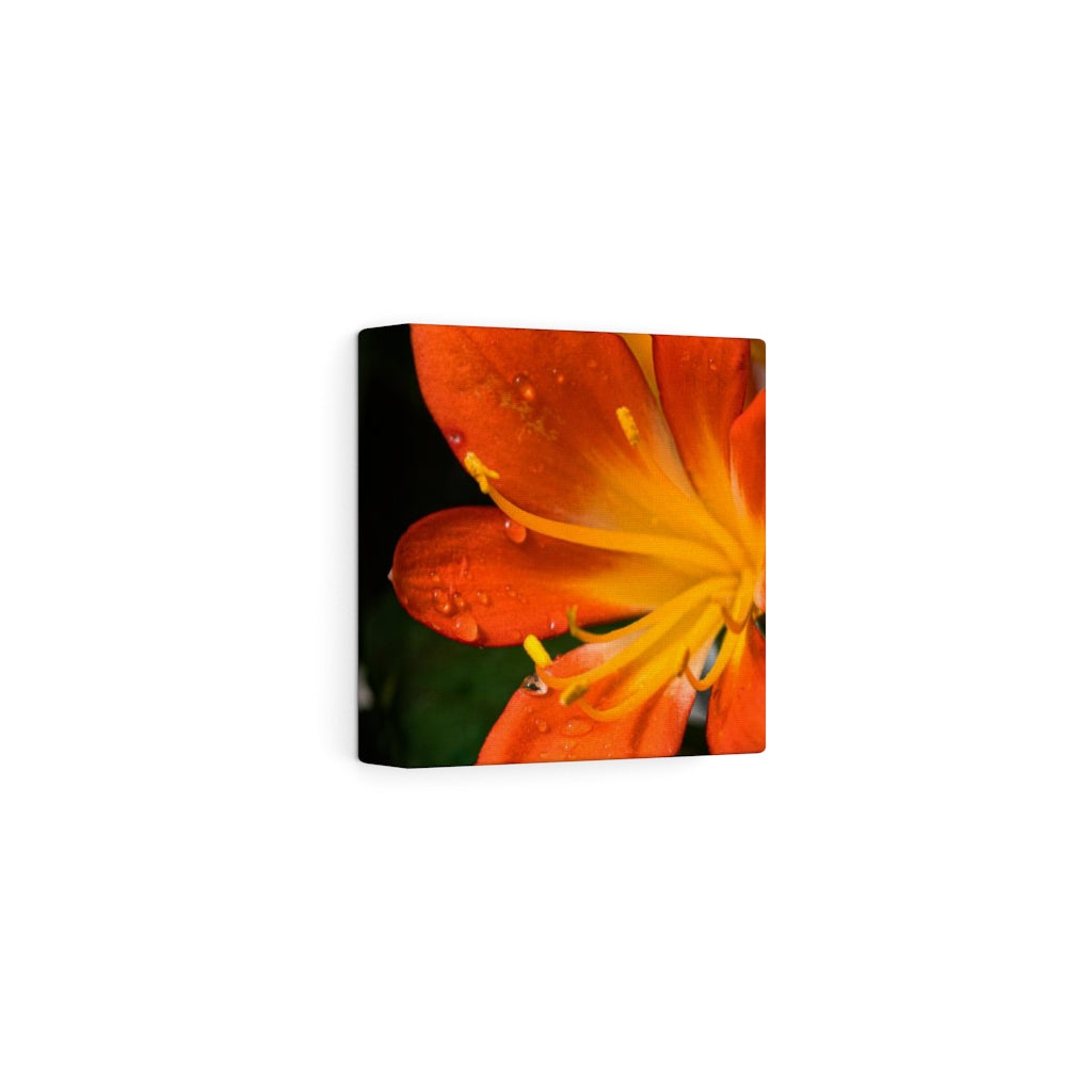 Bright Bush Lily - Canvas