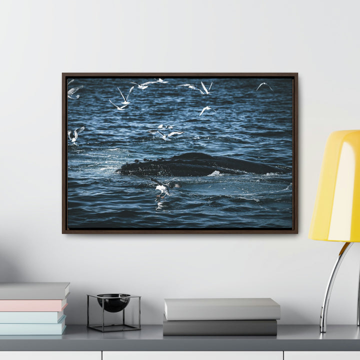 Humpback Hello - Canvas with Frame