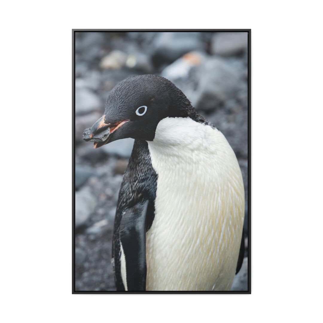 A Penguin's Pebble - Canvas with Frame