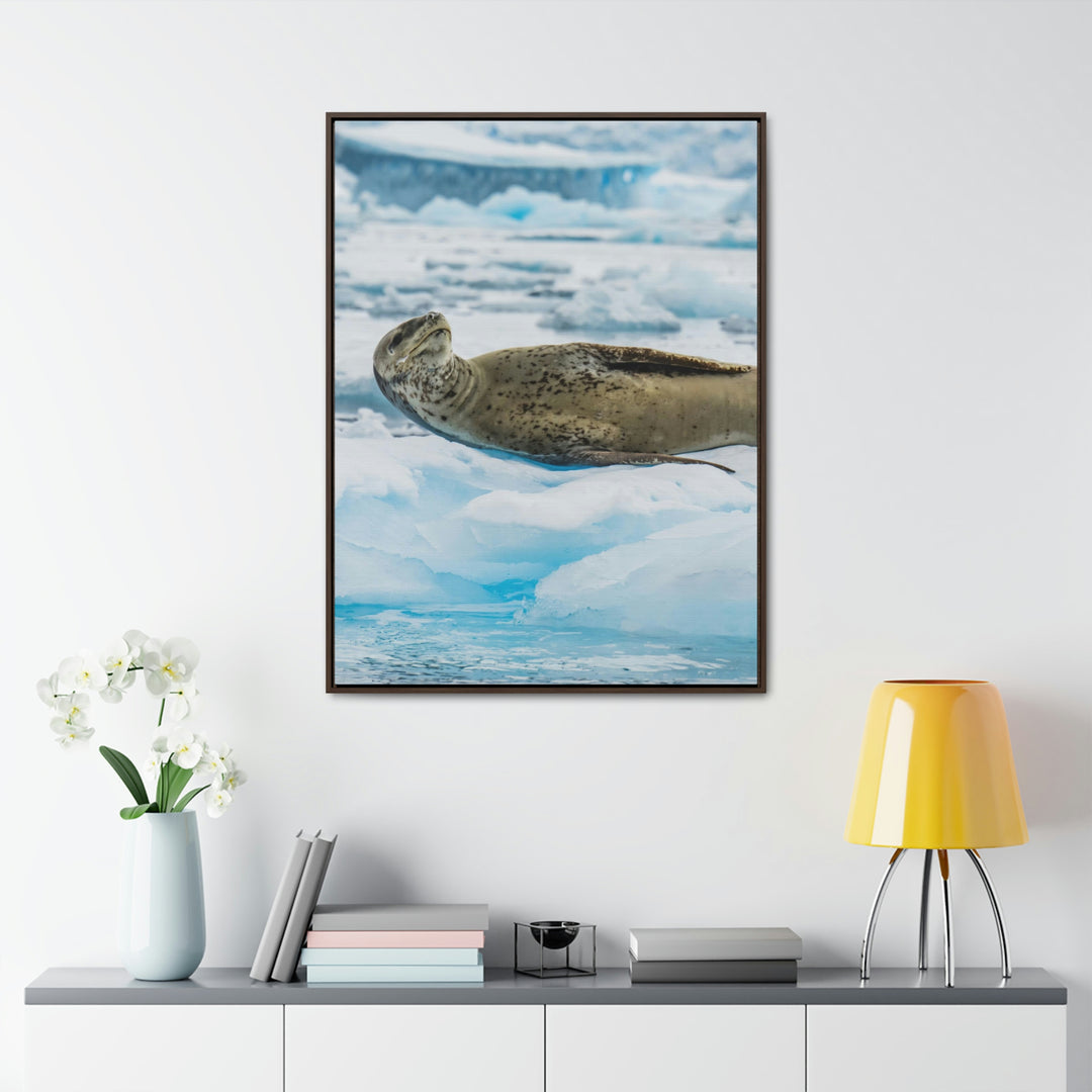 Leopard Seal Relaxing - Canvas with Frame