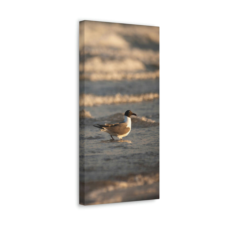 Laughing Gull in the Surf - Canvas