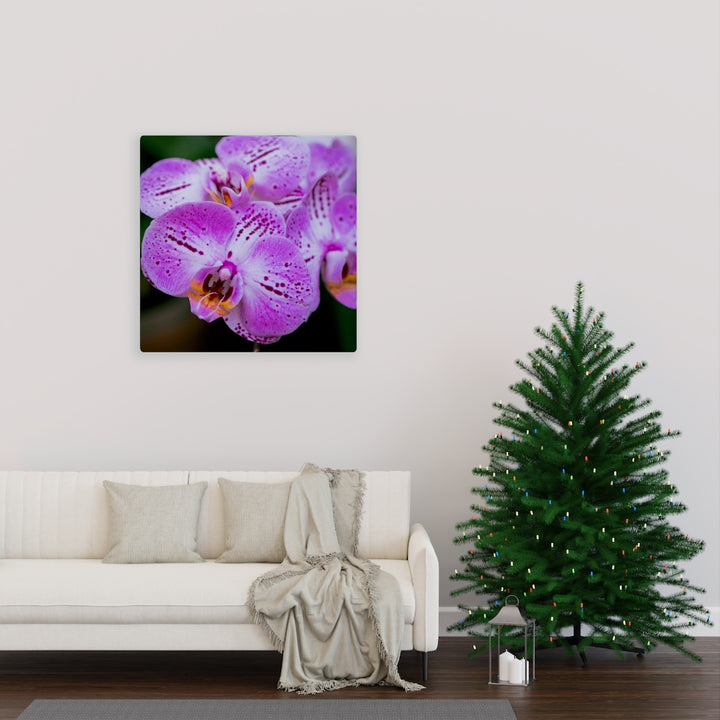 Orchid in Pink - Canvas