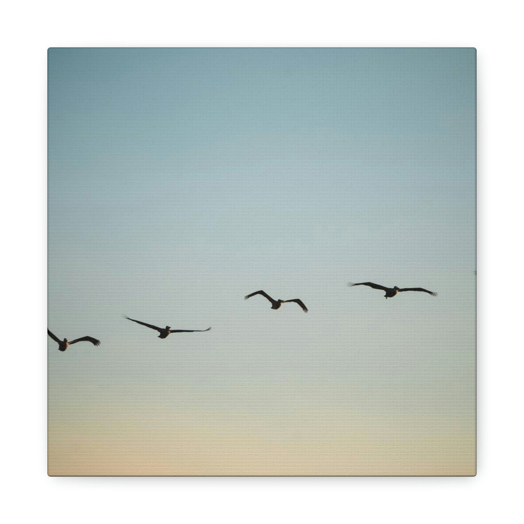 Brown Pelicans in Flight - Canvas