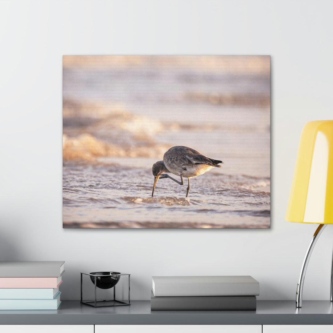 Willet Itch - Canvas