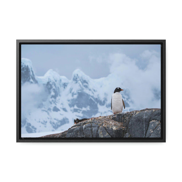 Poised Penguin - Canvas with Frame