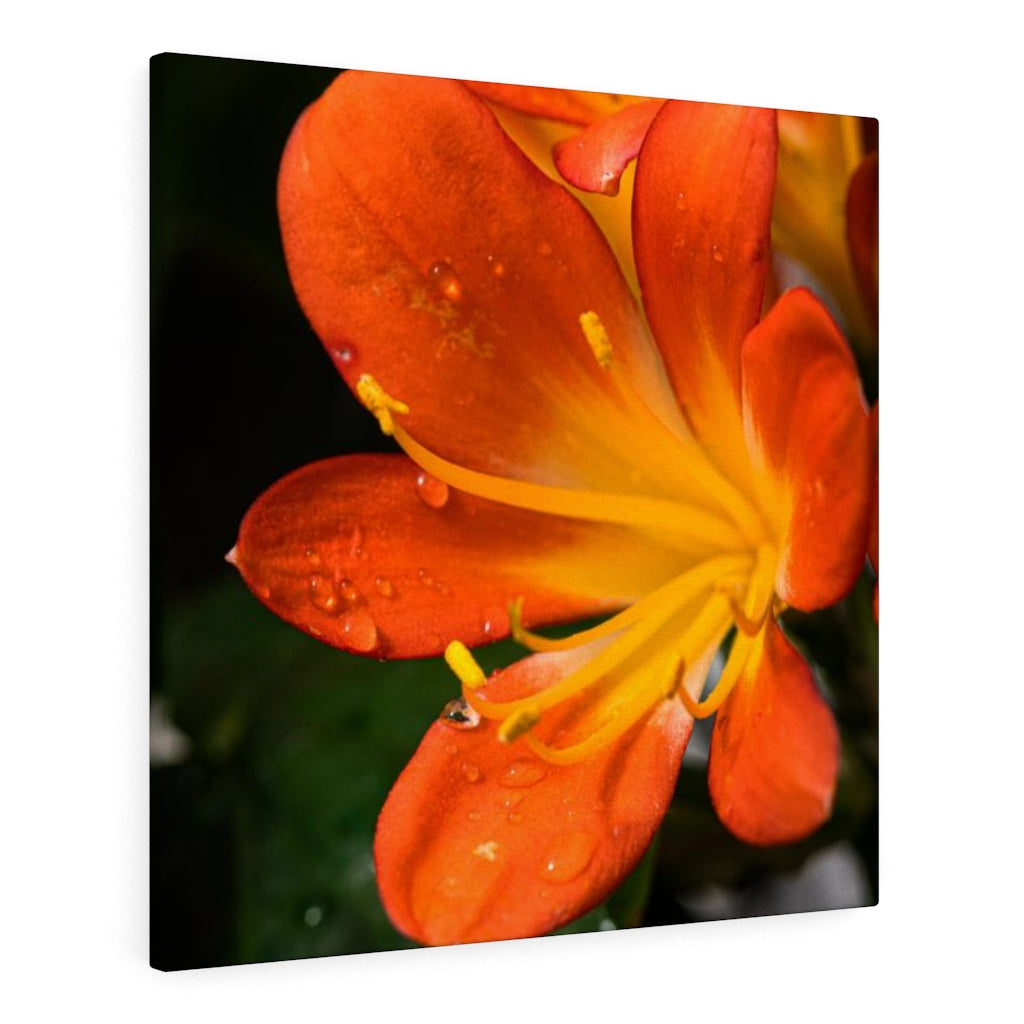 Bright Bush Lily - Canvas