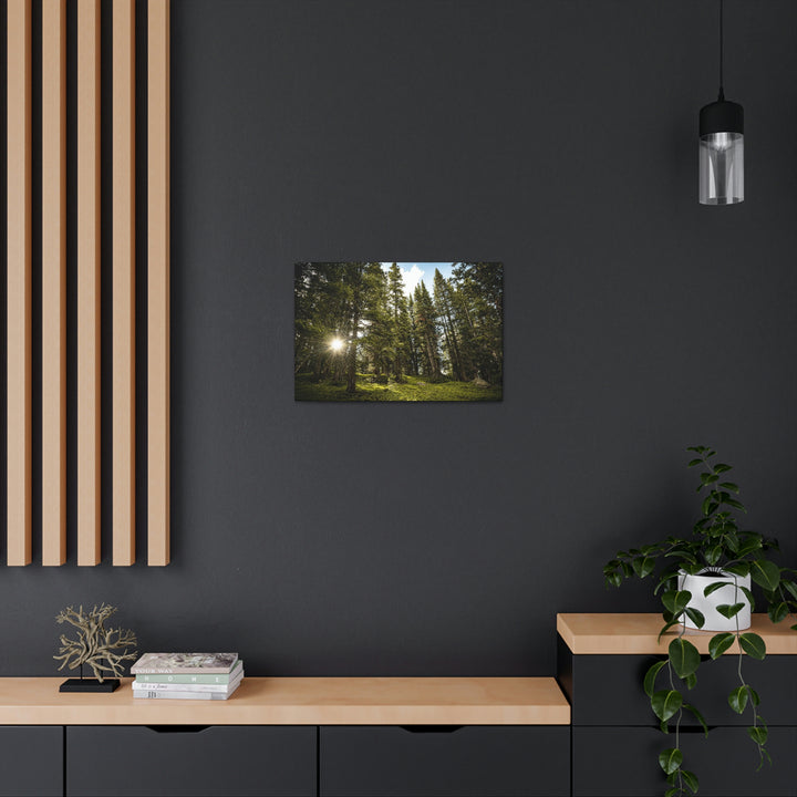 Forest Light - Canvas