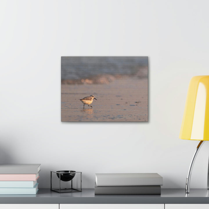 Sanderling in Soft Dusk Light - Canvas