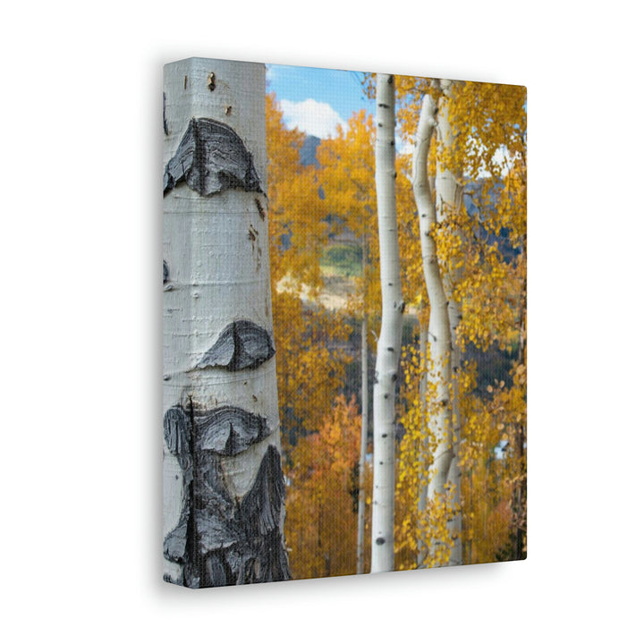 Aspens Changing - Canvas