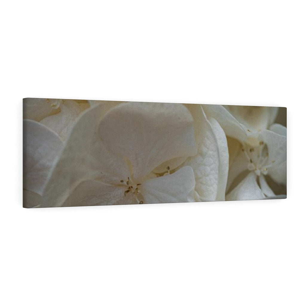 White Hydrangea Detail - Canvas